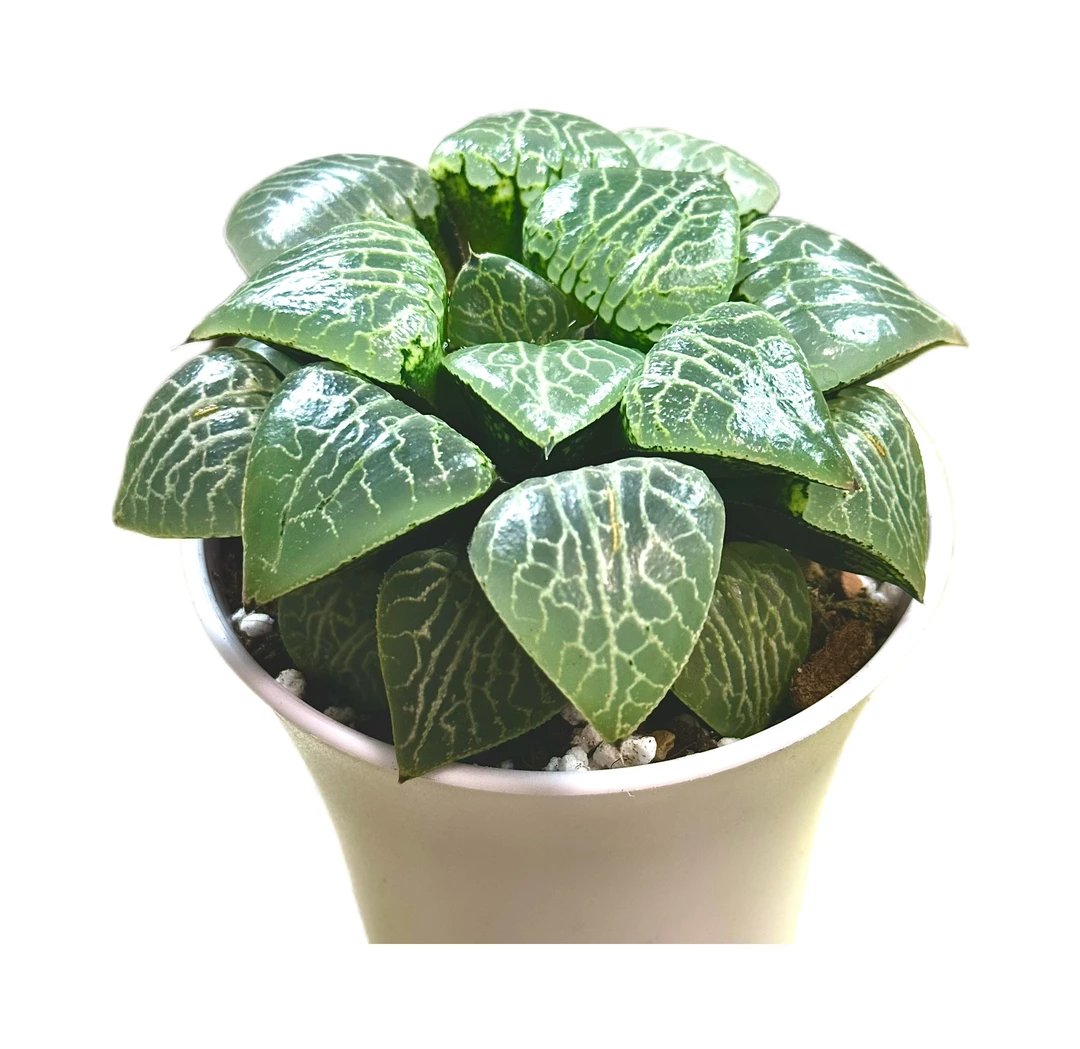 【母本水晶康平寿】多肉植物新手好养原盆原土带盆带土拍下发货