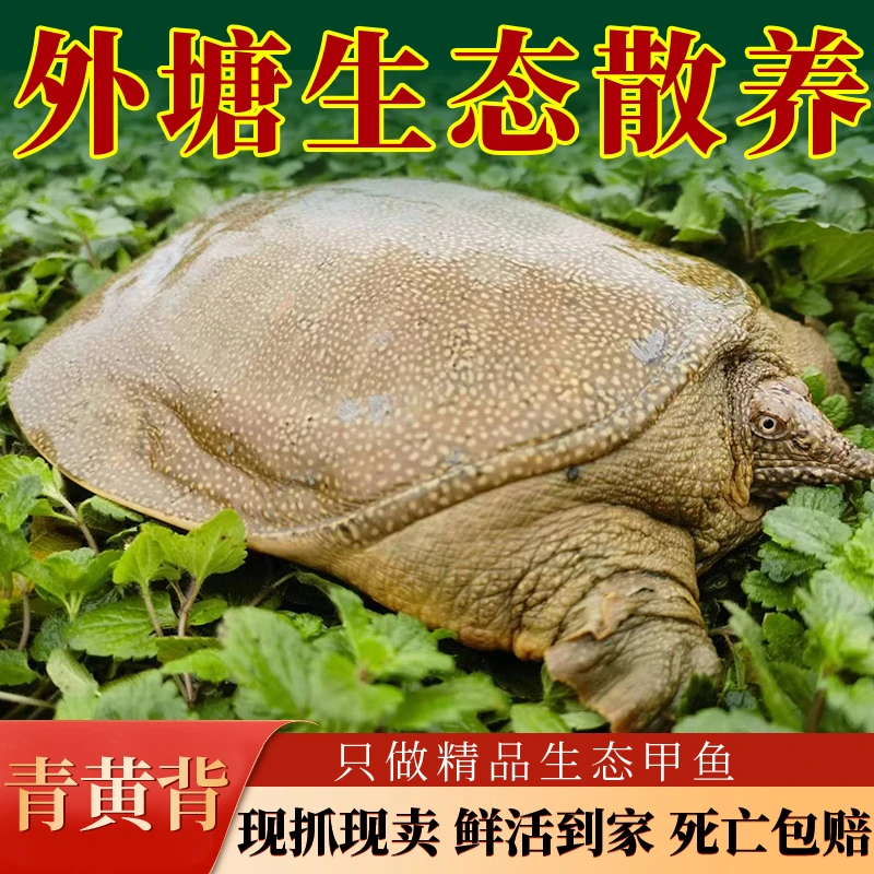 【直播改价 现挑现选】鲜活外塘公甲鱼冷水放养青黄背团鱼水鱼王八