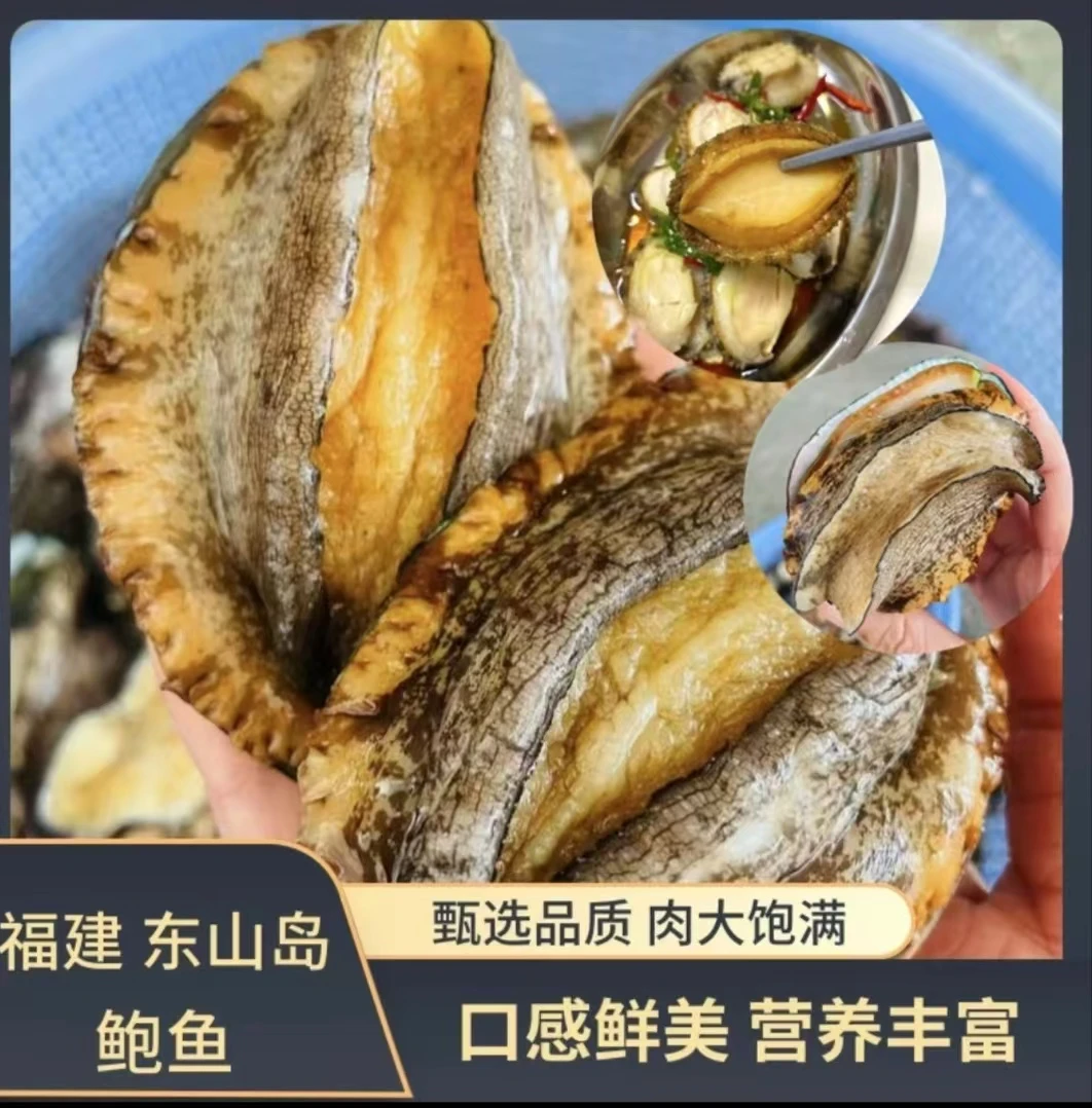 【码头价】东山岛大鲍鱼12-15头 海鲜水产 速冻锁鲜 新鲜鲍鱼冰冻