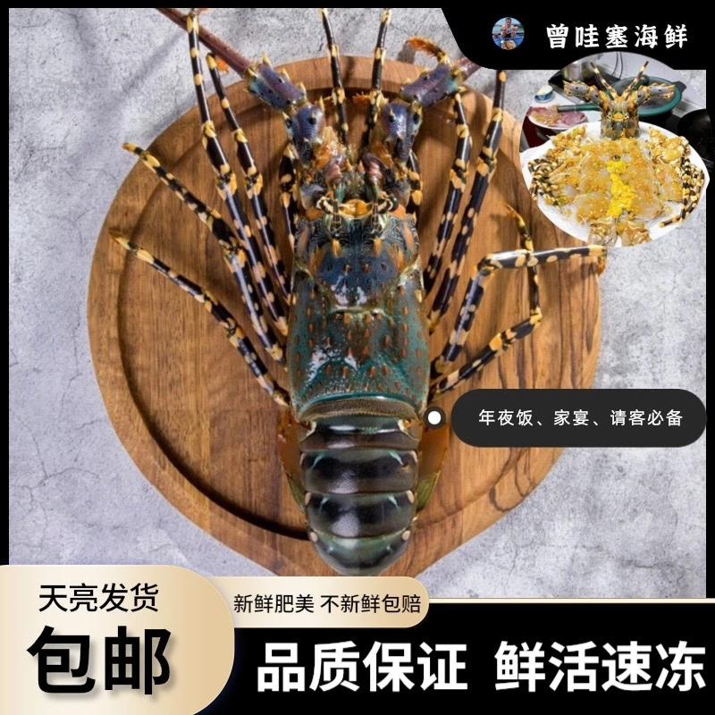 【码头价】活冻大花龙 1.8-2斤/只 大花龙虾速冻 冷链直发 大龙虾