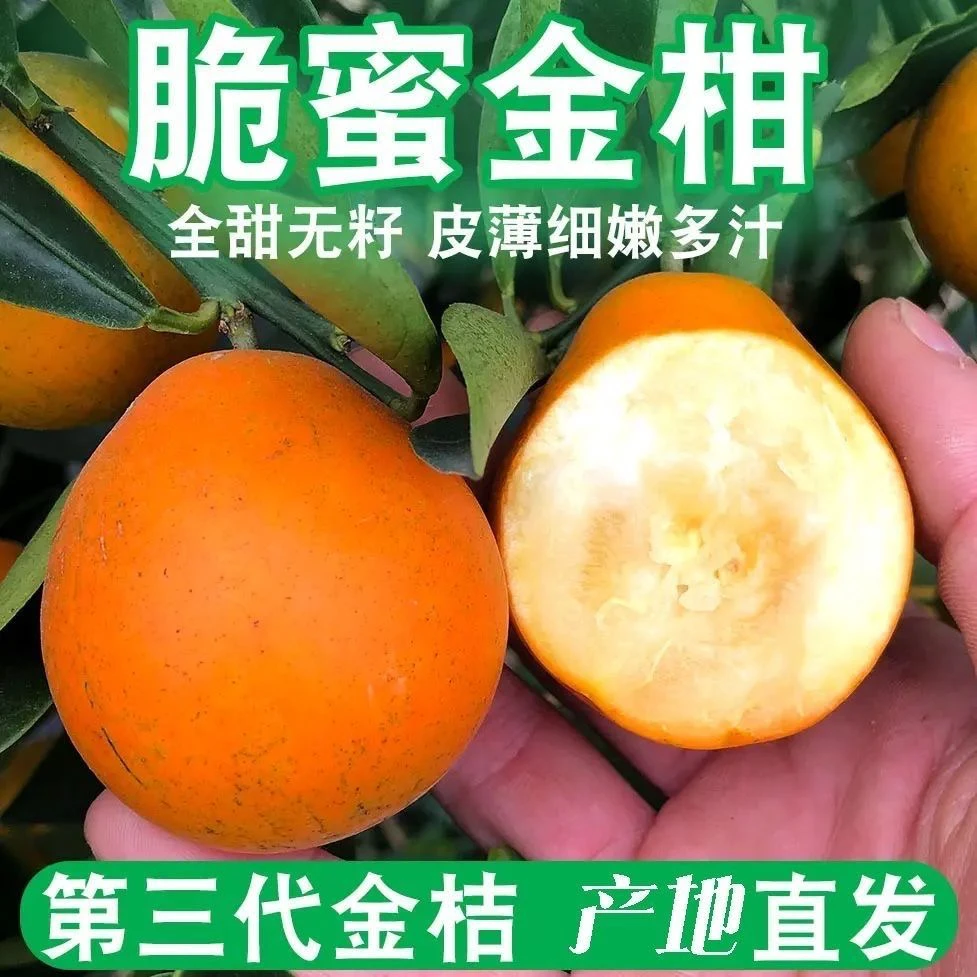 纯甜脆蜜金橘 脆爽多汁无籽无核 新鲜采摘