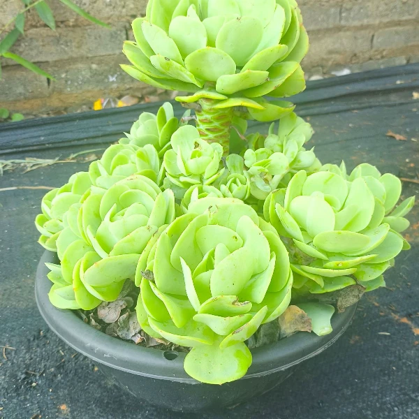 地栽碧桃 好看好养  精品多肉绿植  云南昆明发货