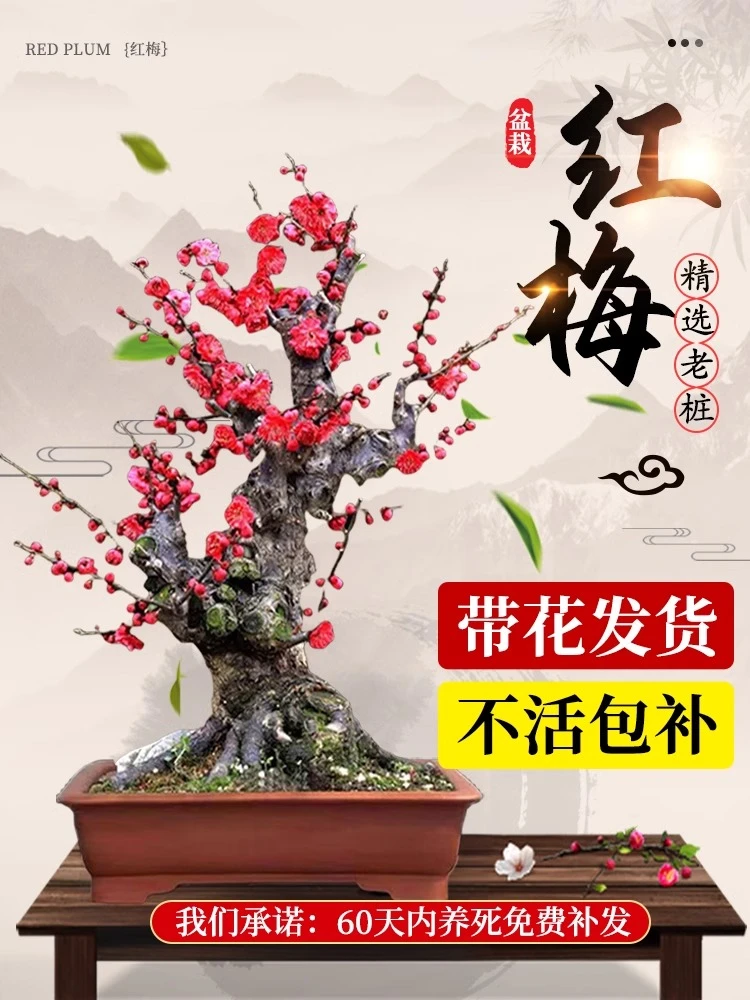 一物一拍红梅老桩骨里红梅花耐寒耐热盆栽阳台庭院室内外浓香好养