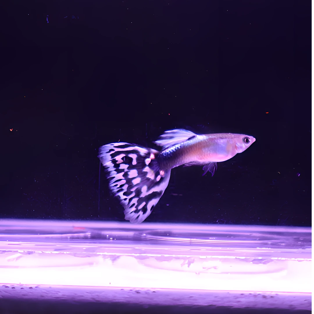 半礼服马赛克孔雀鱼热带纯种活鱼淡水小型好养观赏鱼胎生鱼鲜活