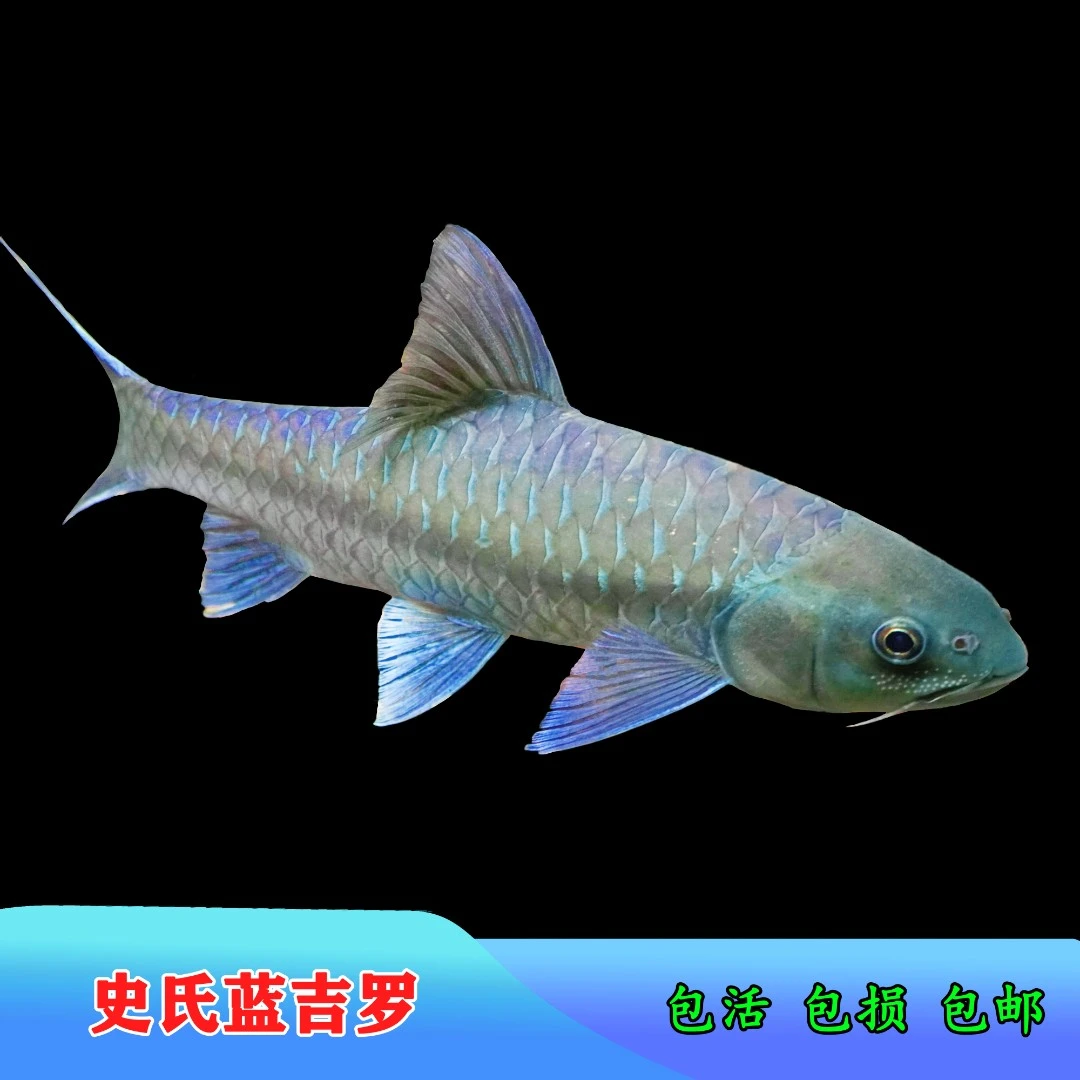 大头野史 史氏吉罗 蓝吉罗 淡水鱼 观赏鱼 原生鱼