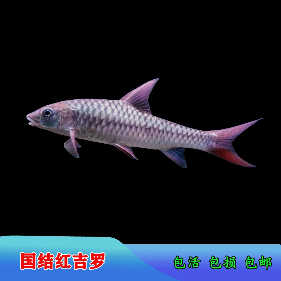 中国结鱼精品红吉罗国结活体红色系吉罗鱼原生鱼观赏鱼