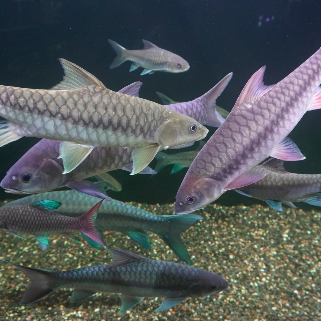 吉罗鱼混搭套餐【新手推荐】