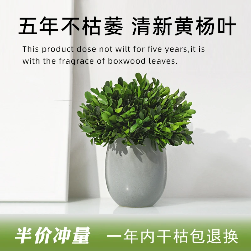 永生绿植永生花干花桌面绿植摆件懒人盆栽新手绿植