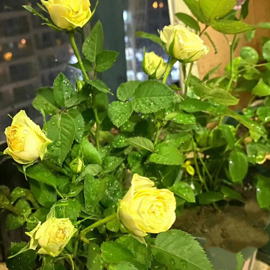 【绿宝石】大花灌木大花可切花盆栽月季