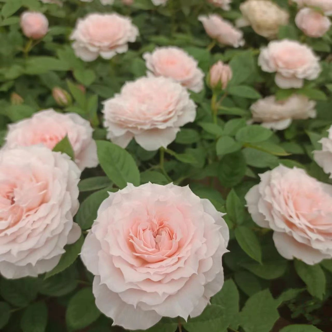 【玉脂】独颗扦插柔粉色盆栽月季