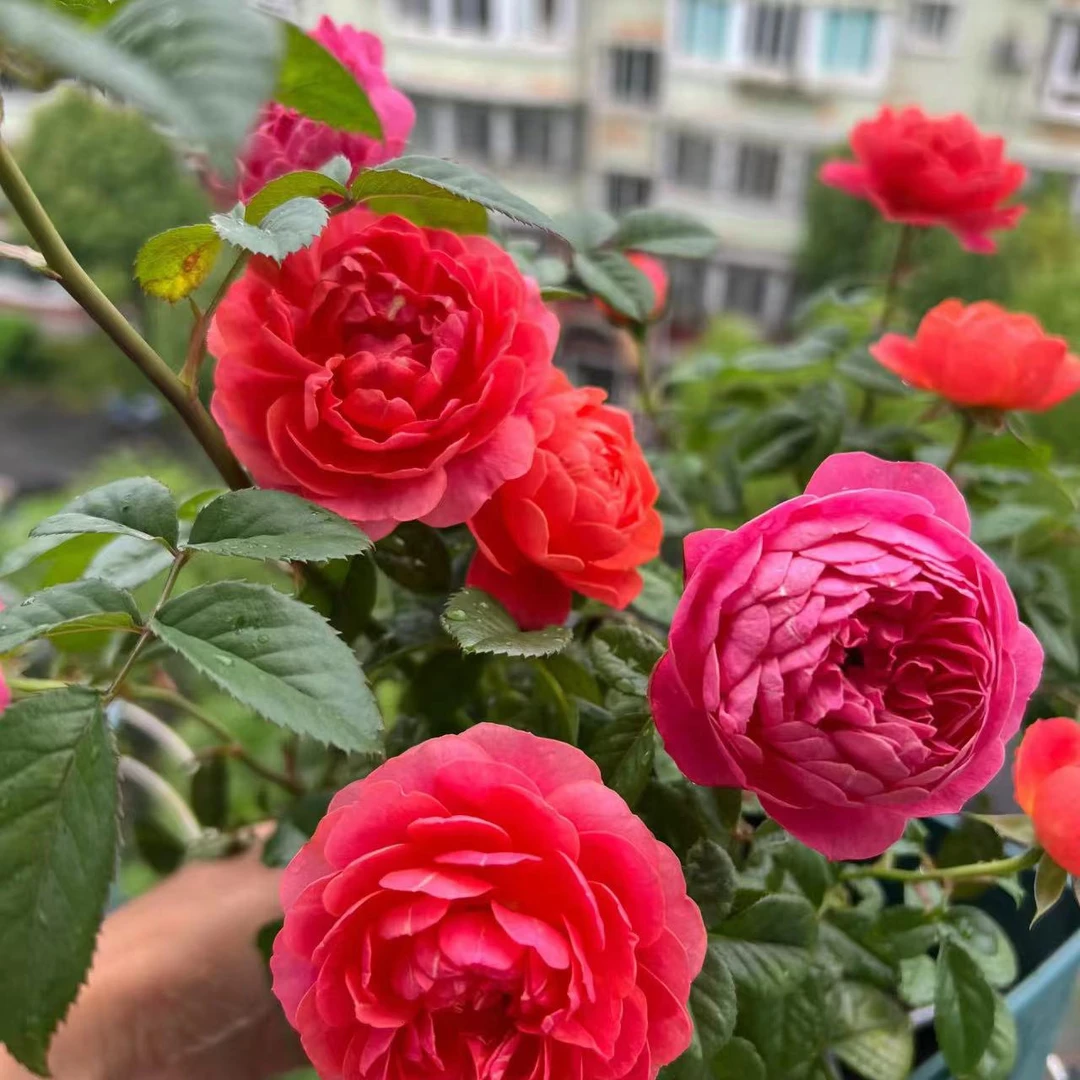 【绝色果汁】开花机器群开盆栽月季
