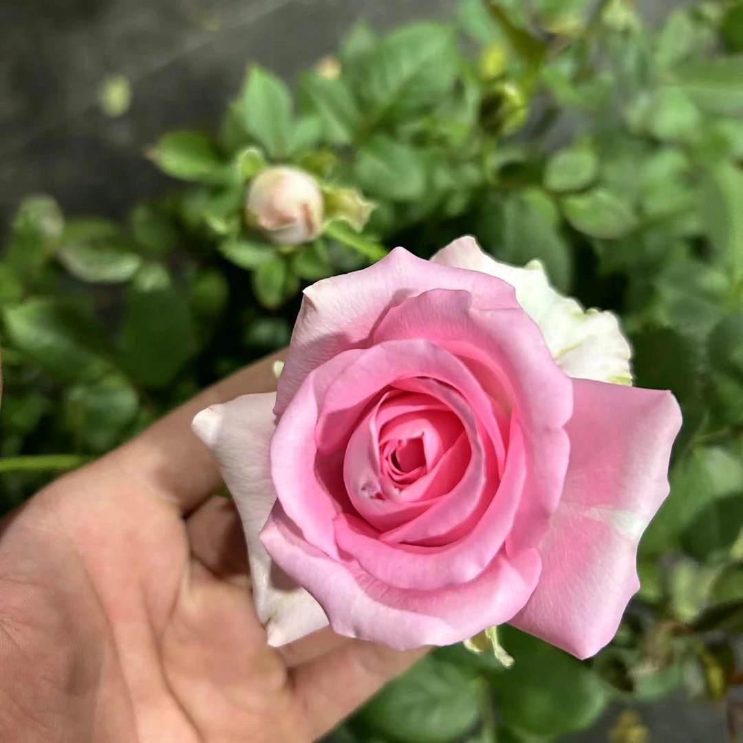 【粉钻】 独颗老桩多季节开花盆栽月季