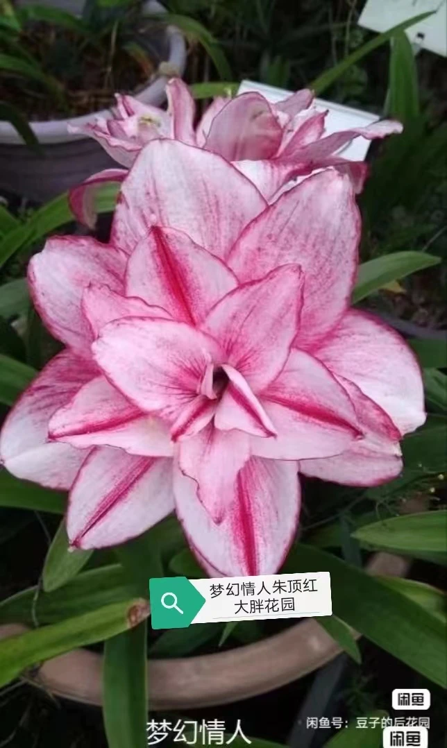 【梦幻情人】 朱顶红 包邮 大胖花园
