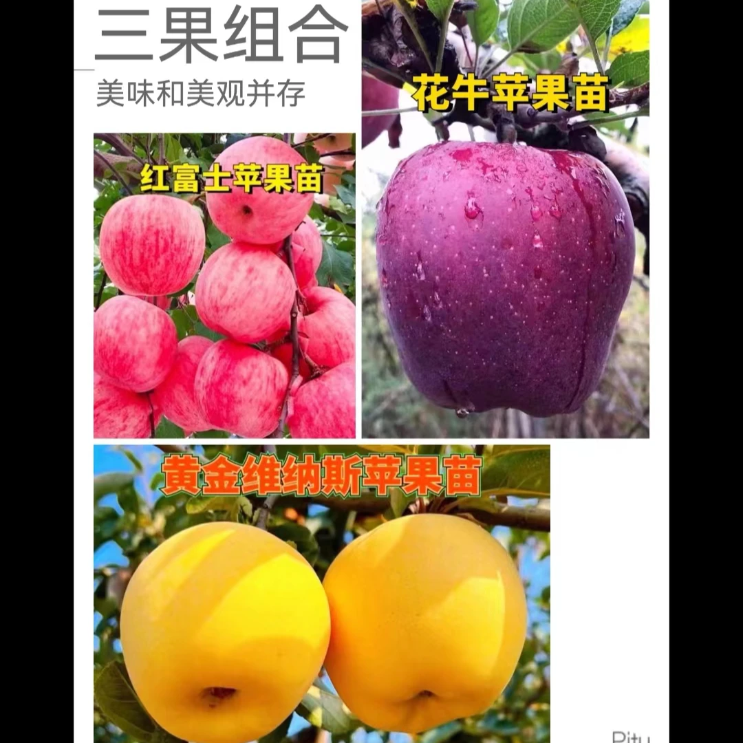 【三果组合发3棵】花牛9月熟+黄金维纳斯10月+红富士11月（苹果树