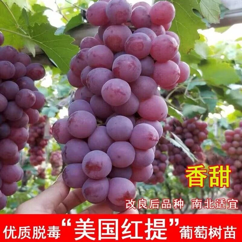 葡萄树苗无籽红提子树苗盆栽果苗庭院南北方种地栽葡萄苗当年结果