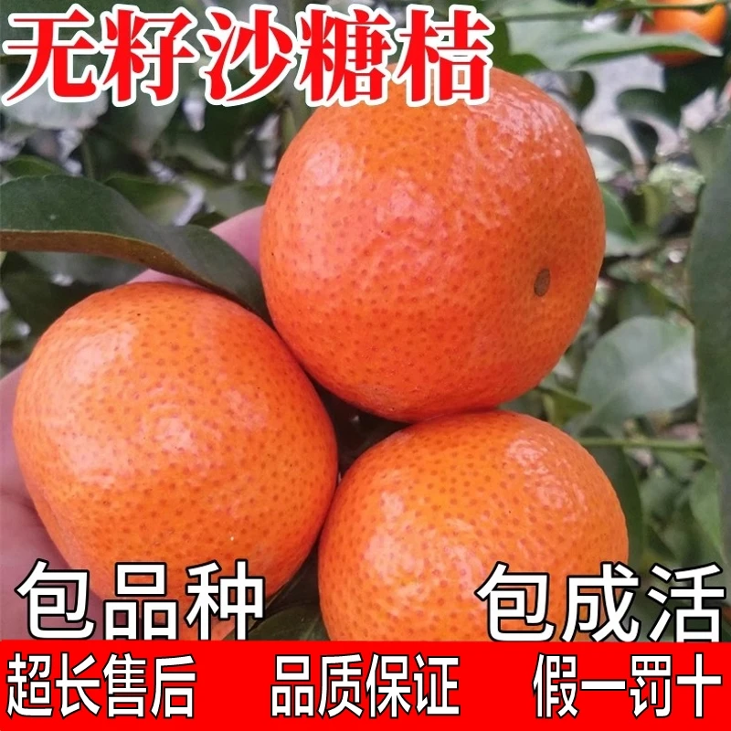 无籽砂糖橘树苗南北方庭院地栽柑橘苗带土盆栽嫁接无花果树苗