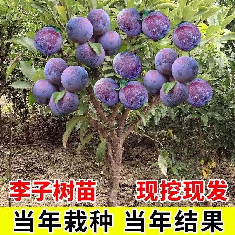 黑布林李子树苗嫁接蜂糖李晚熟离核脱骨李子苗南北方种青脆李果苗
