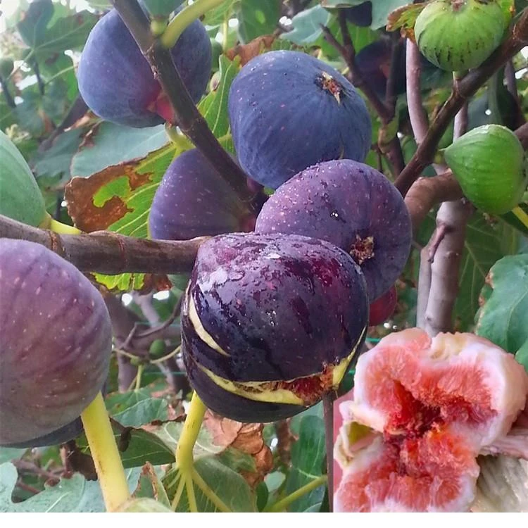 无花果苗树苗地栽盆栽南方北方种植特大波姬红四季无花果当年结果