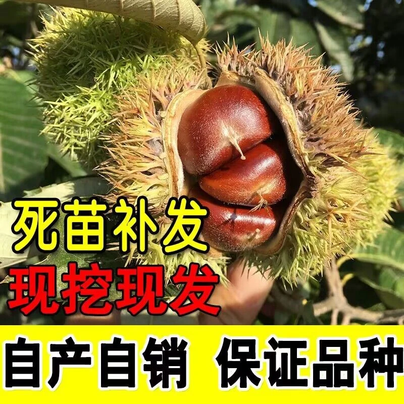 板栗苗树嫁接大红袍板栗树果苗盆栽地栽南北方种油栗子树当年结果