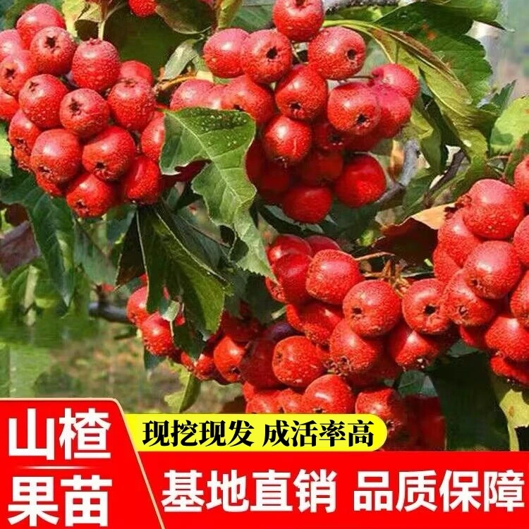 大果甜山楂树活苗盆栽甜红子山楂苗水果苗当年结果南北方耐寒种植
