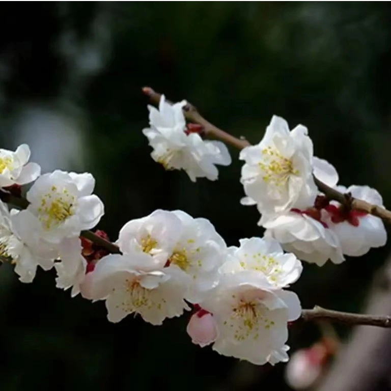 稀有品种玉蝶梅花 浓香型梅花 当年开花 阳台小院均可种植