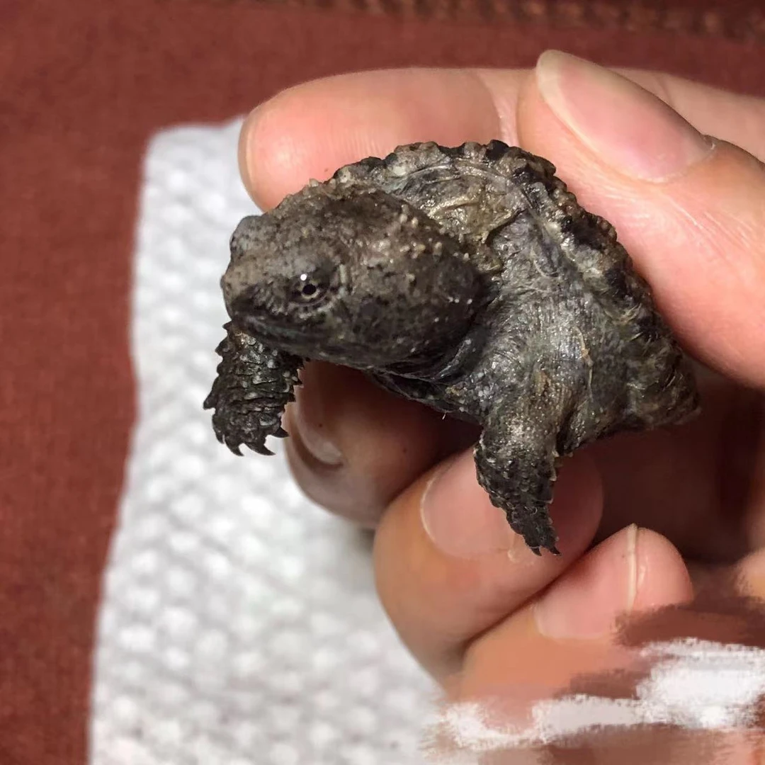 30~400直播间选龟种链接