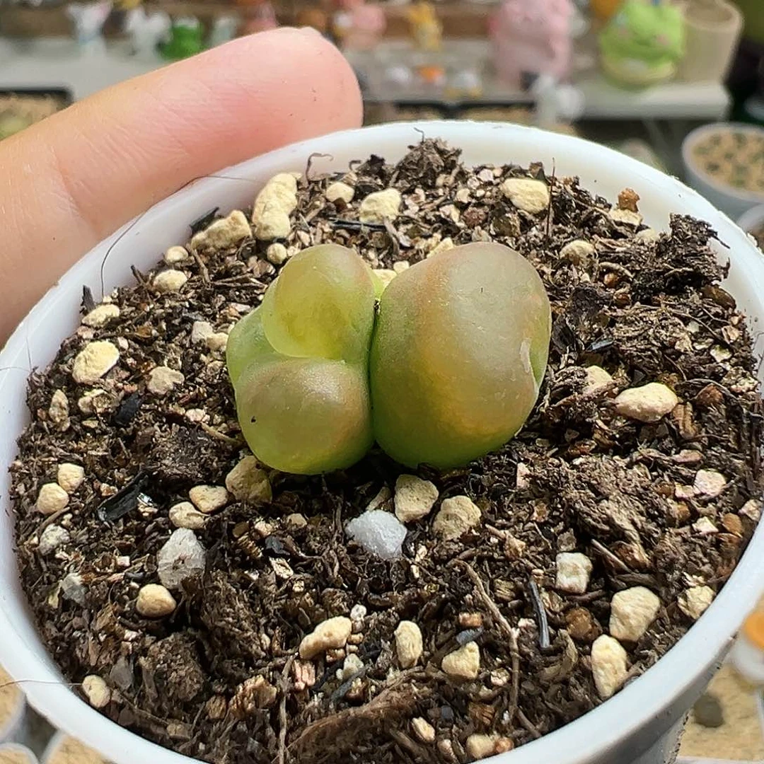 多肉植物实付满9.9包邮131