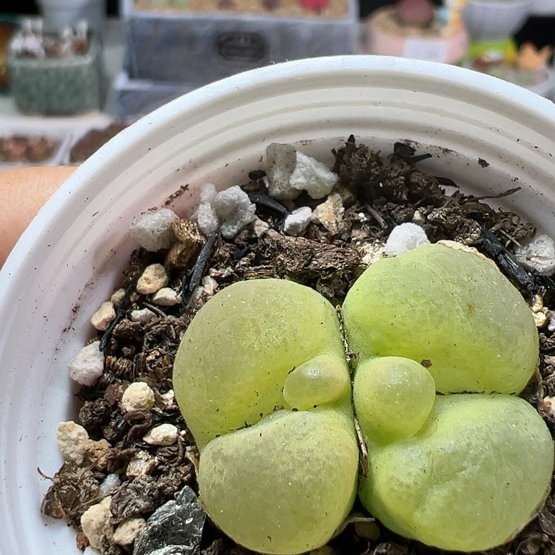 多肉植物实付满9.9包邮223