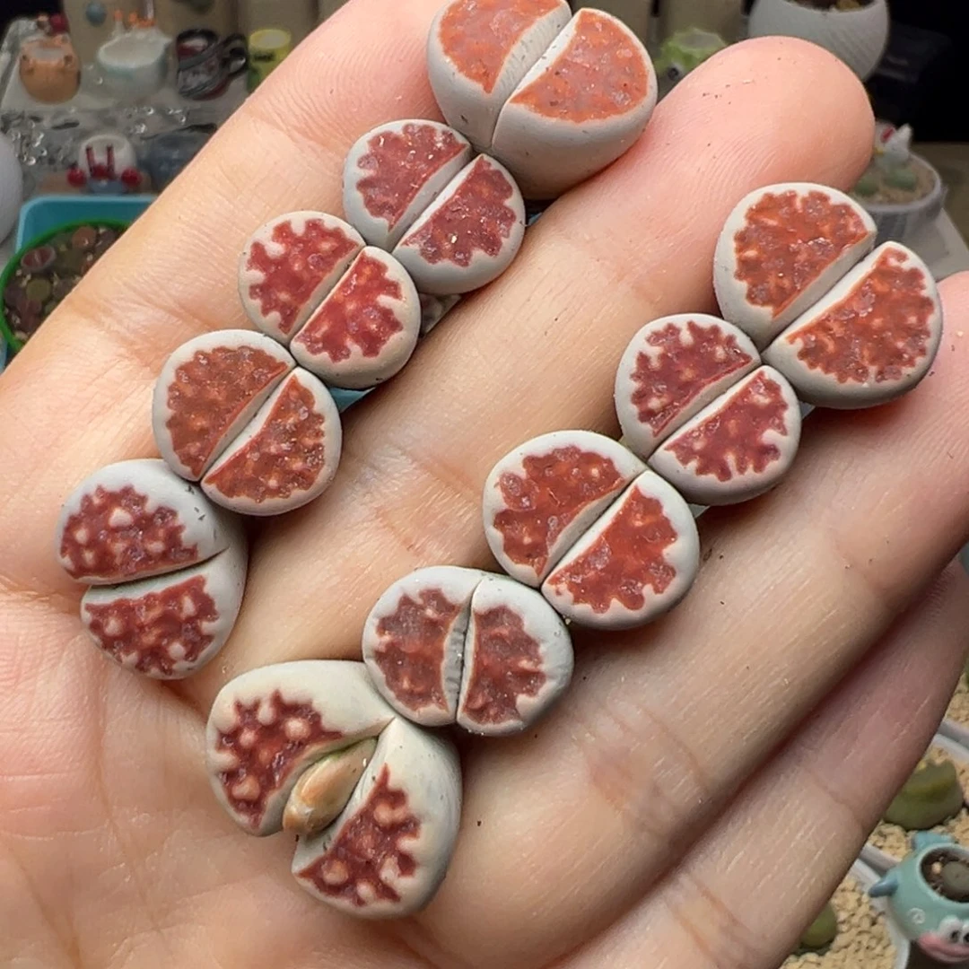 多肉184十颗红窗玉