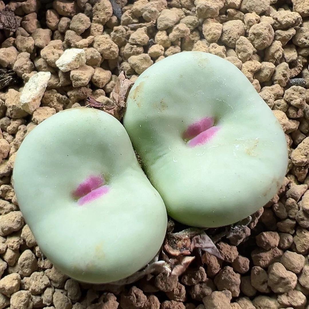 多肉植物实付满9.9包邮11