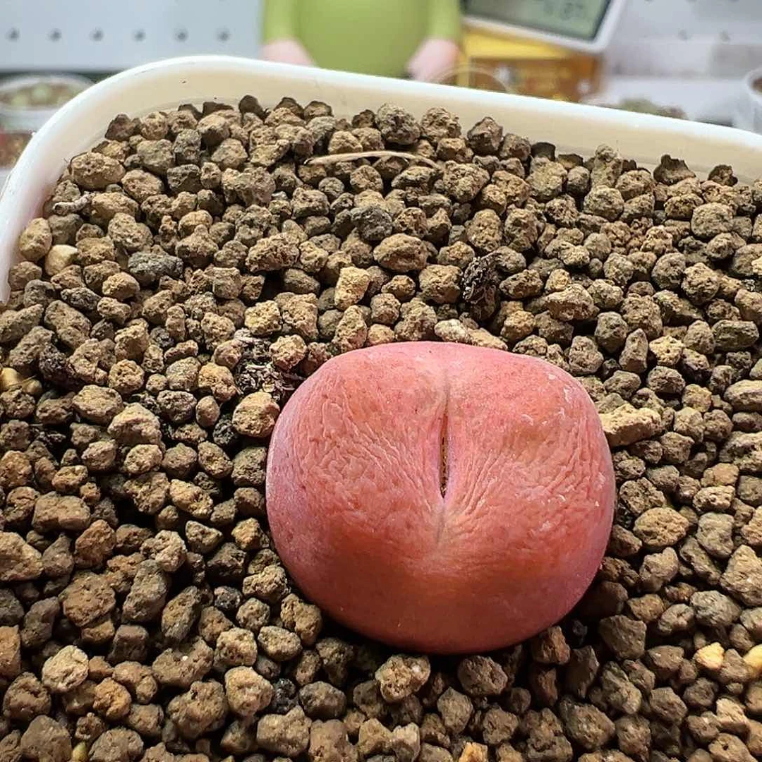 小*爱多肉植物实付满9.9包邮98