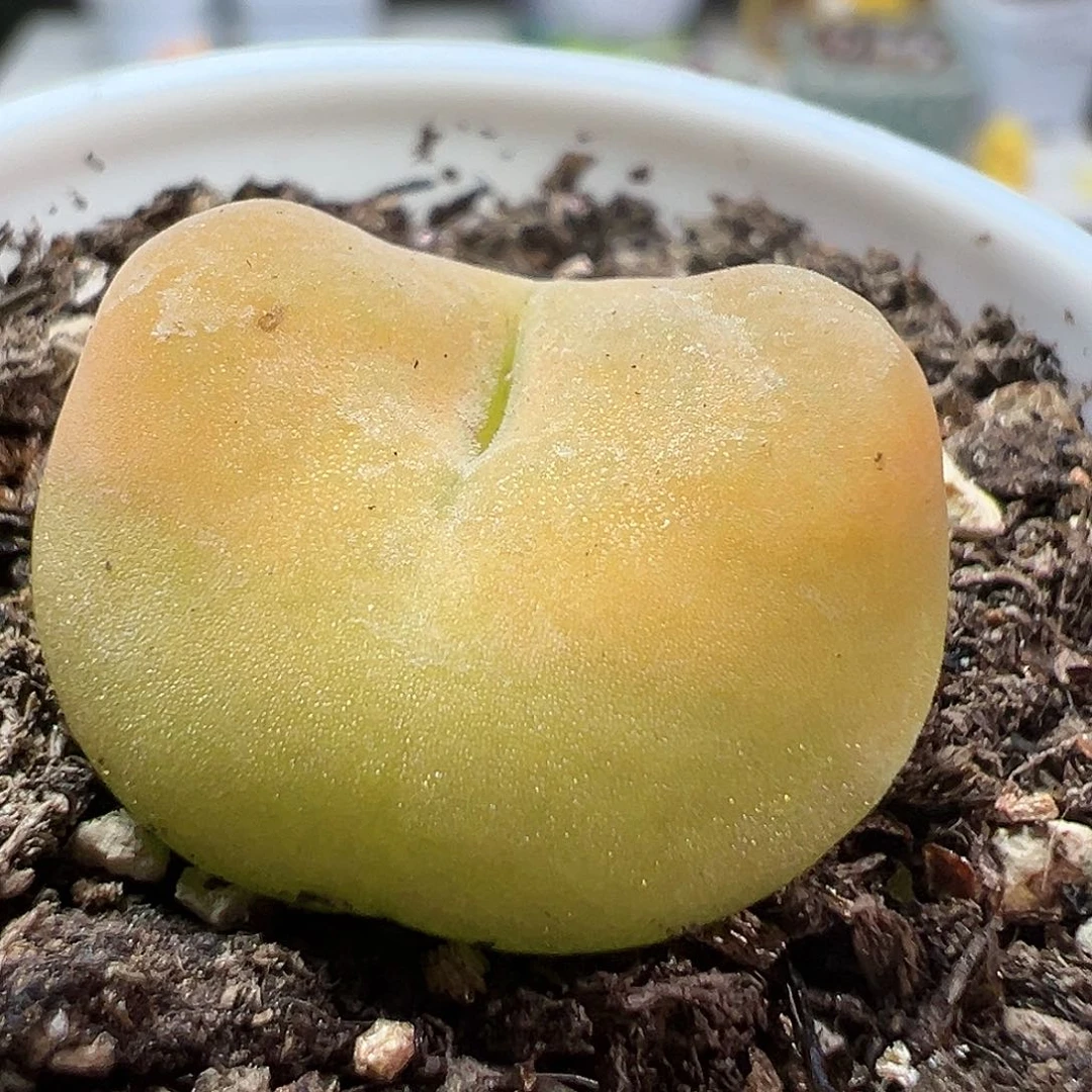 多肉植物实付满9.9包邮20