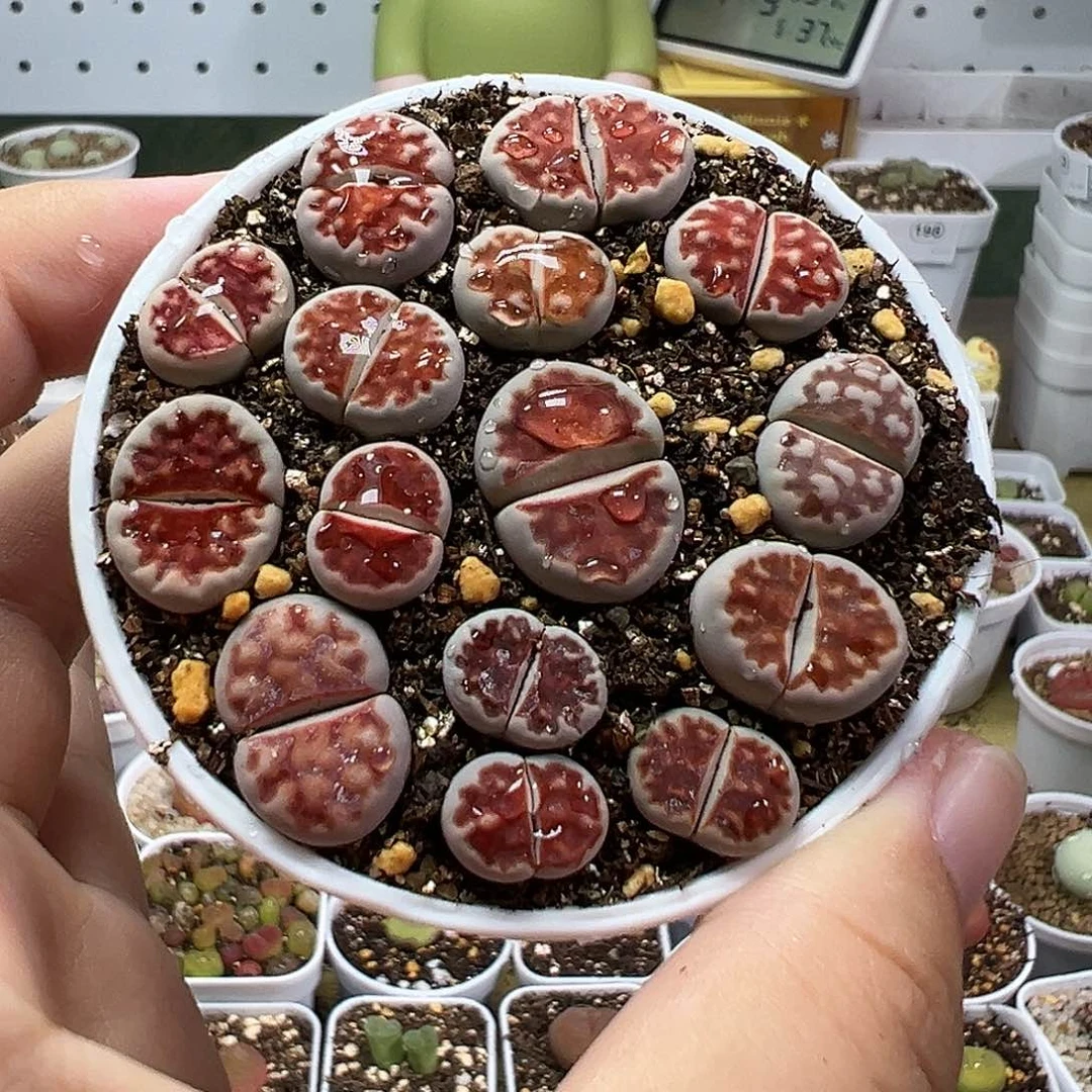 多肉植物实付满9.9包邮14