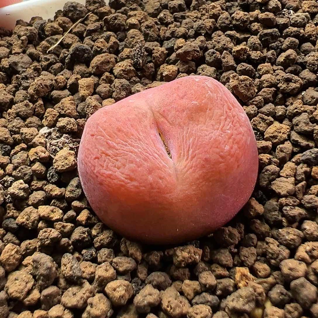 多肉植物实付满9.9包邮143水蜜桃