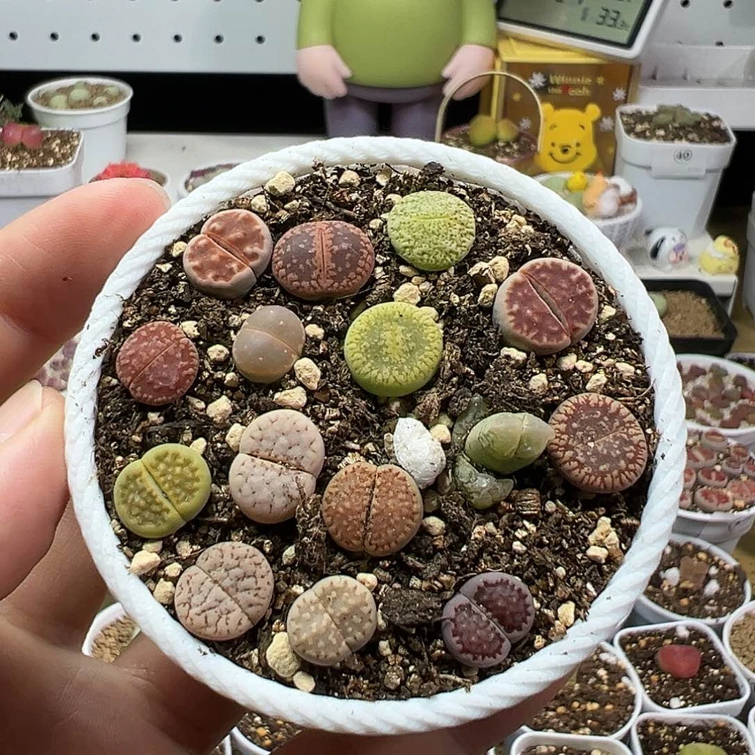 多肉植物实付满9.9包邮128