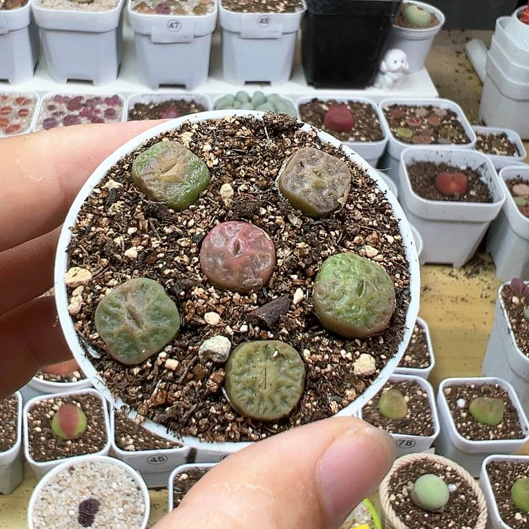 多肉植物实付满9.9包邮102