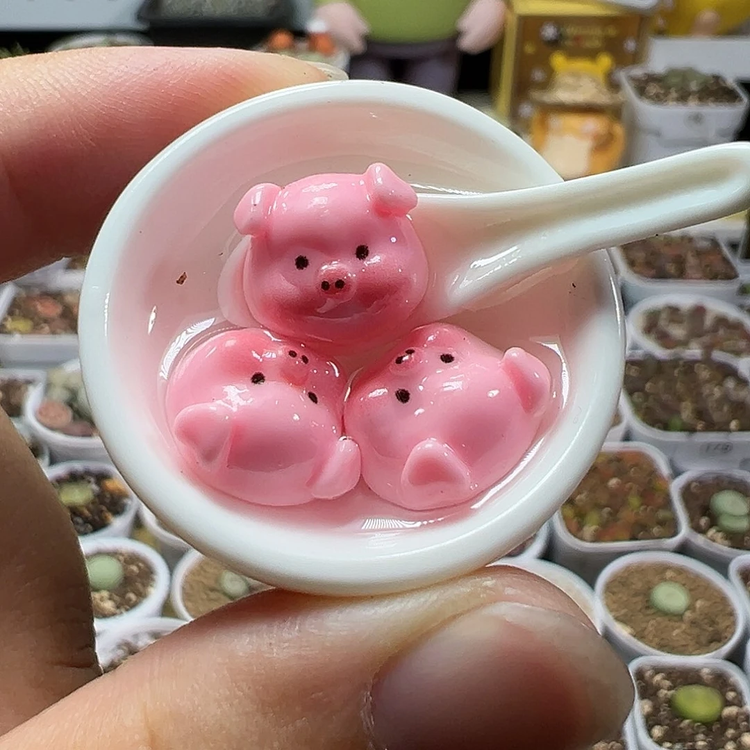 多肉植物实付满9.9包邮210压盆石