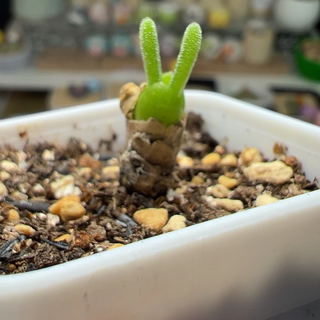 多肉153小兔子可爱