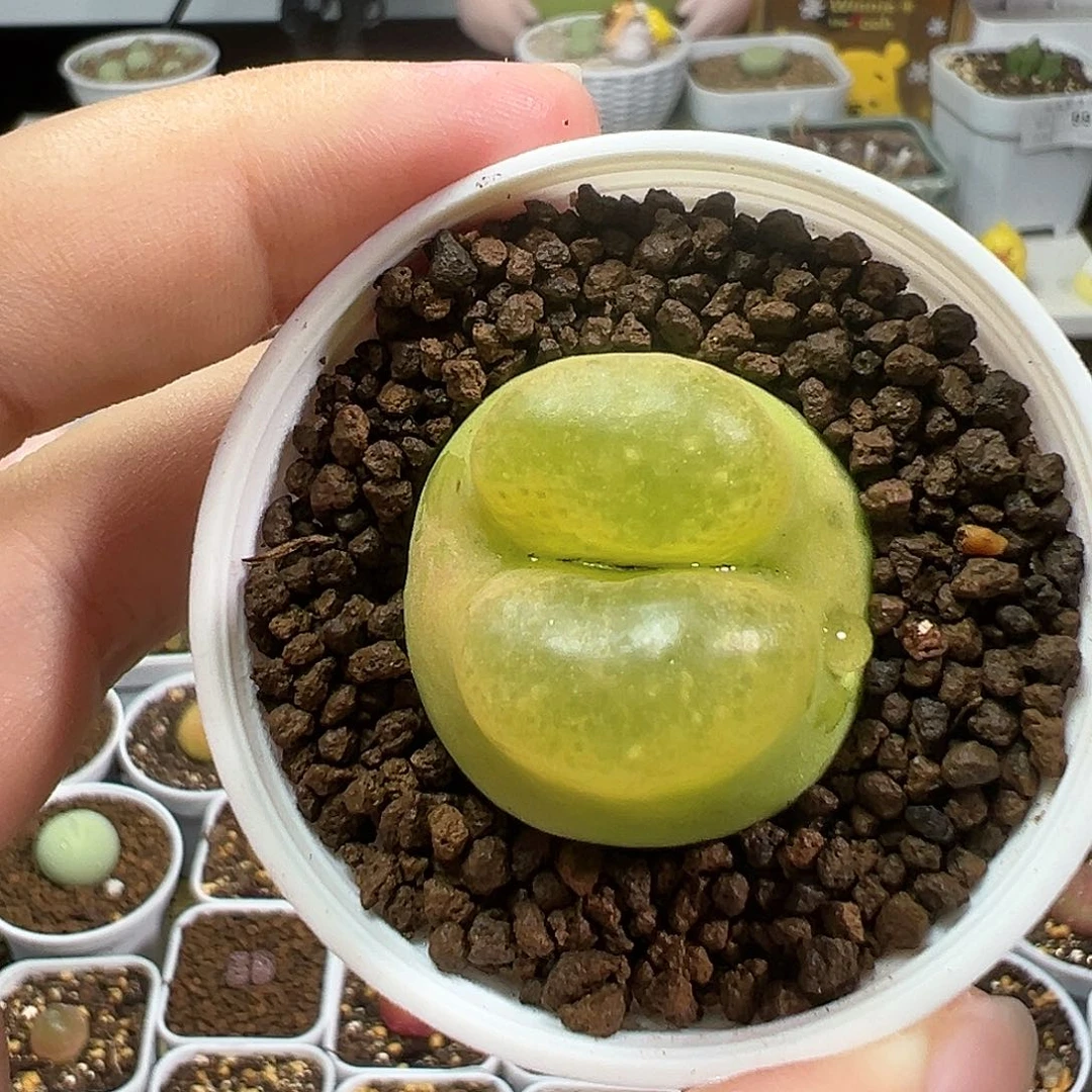 多肉植物实付9.9包邮134