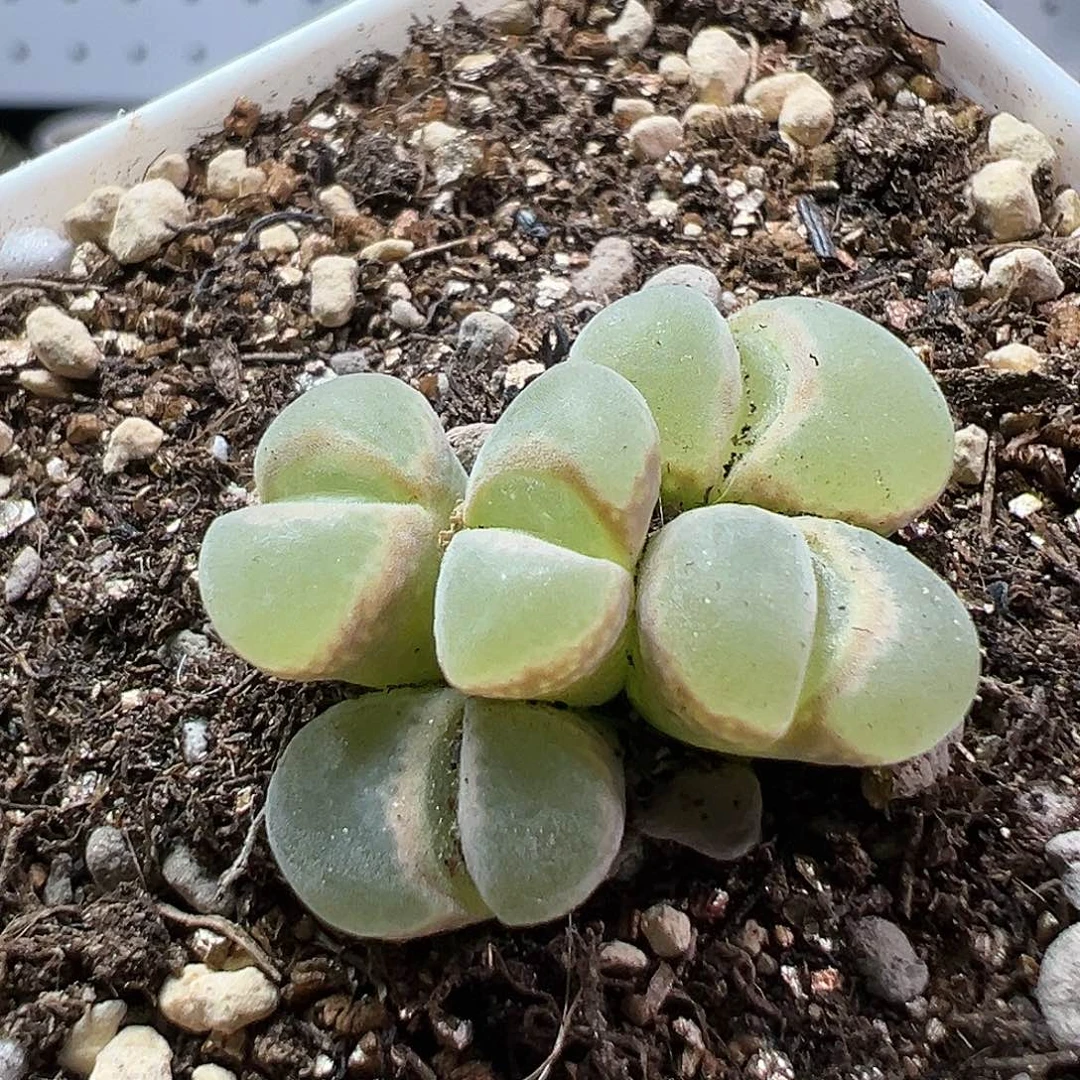 多肉植物实付满9.9包邮177