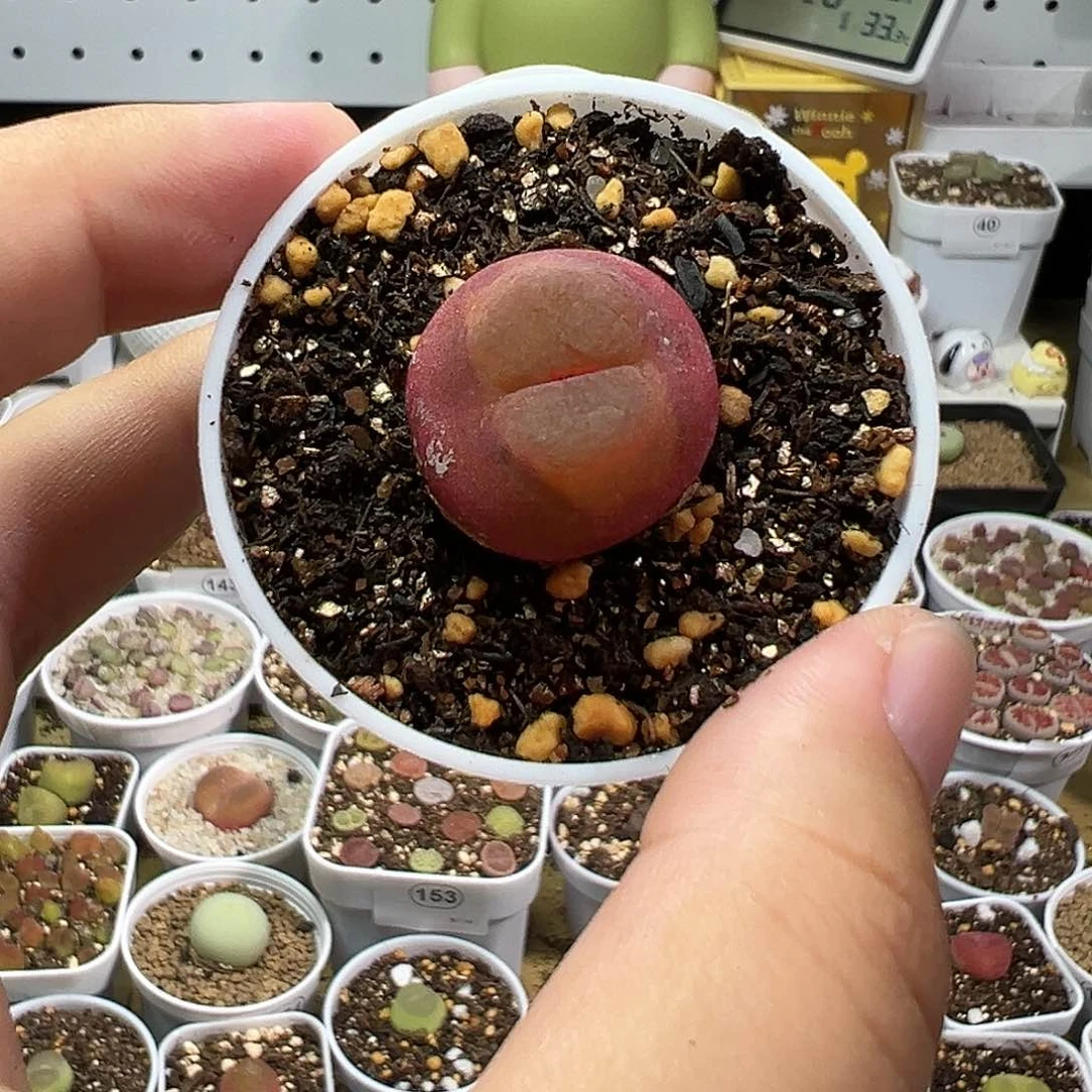 多肉植物实付满9.9包邮133