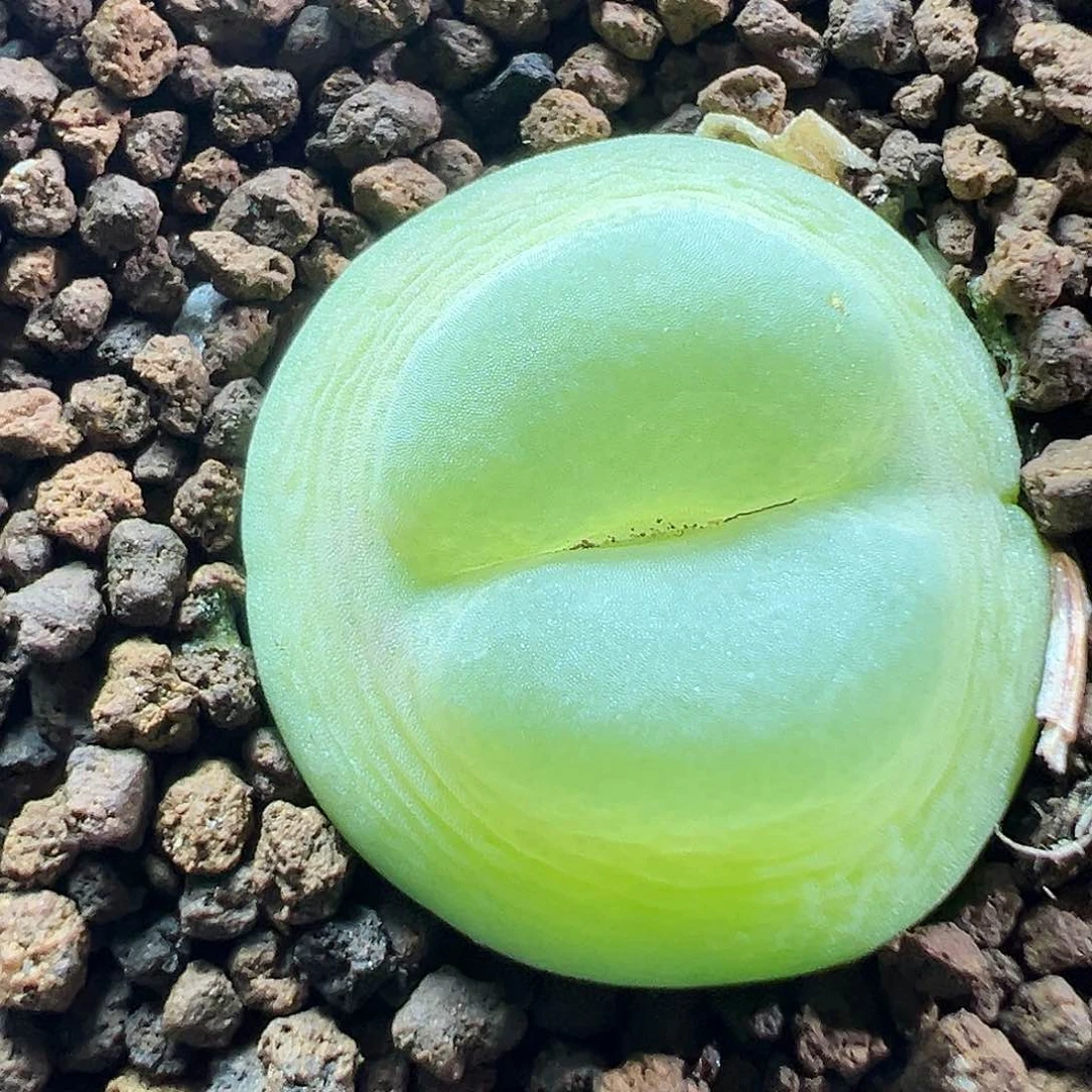 多肉植物实付满9.9包邮152