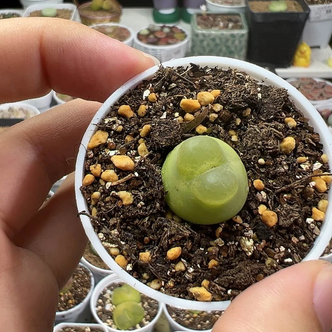 多肉植物实付满9.9包邮119