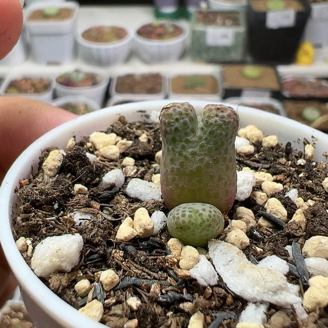 多肉植物实付满9.9包邮194