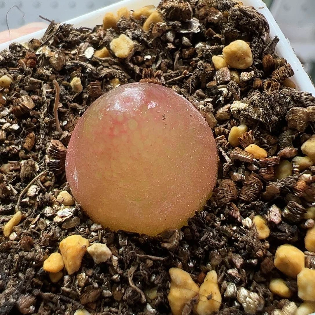 多肉植物实付满9.9包邮16