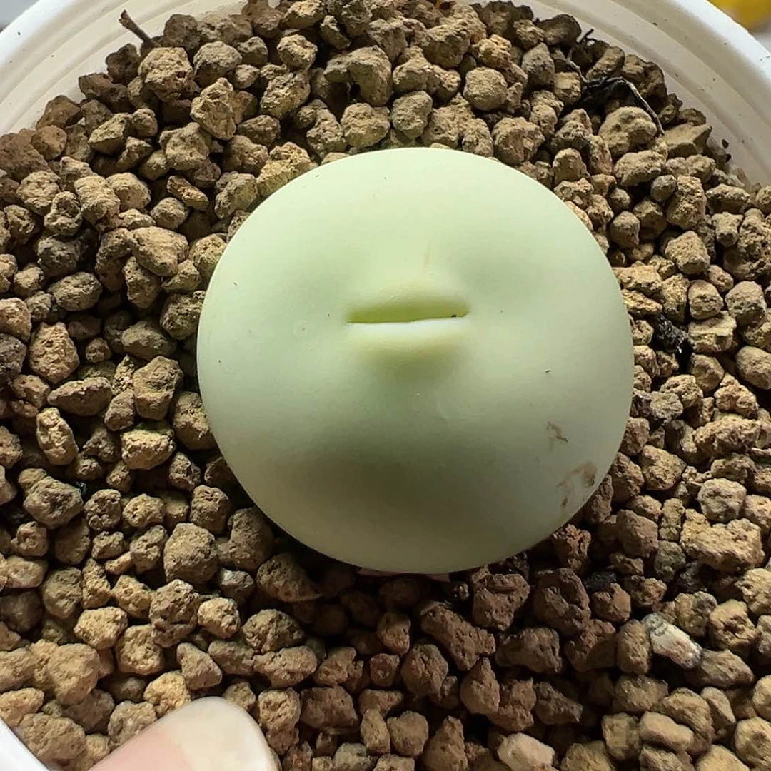 多肉植物实付满9.9包邮235