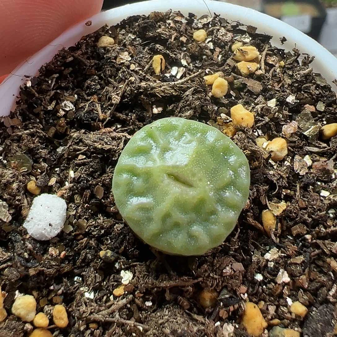 多肉植物实付满9.9包邮215
