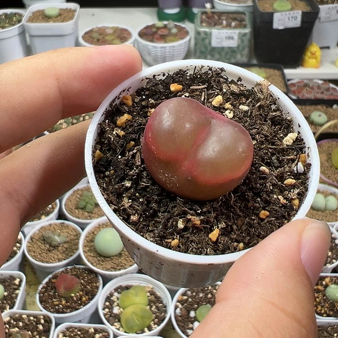 多肉植物实付满9.9包邮180