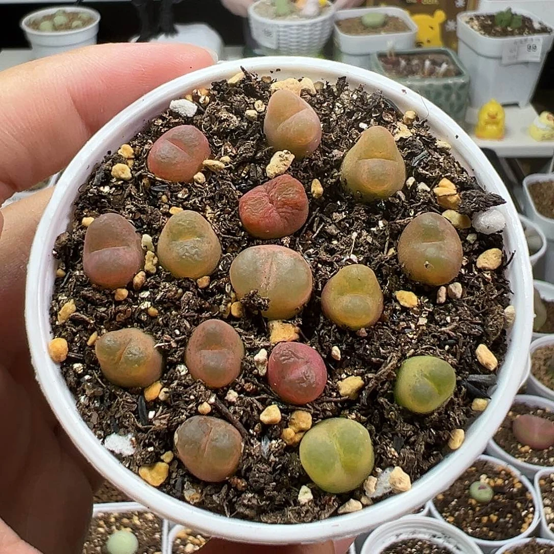 多肉植物实付满9.9包邮196