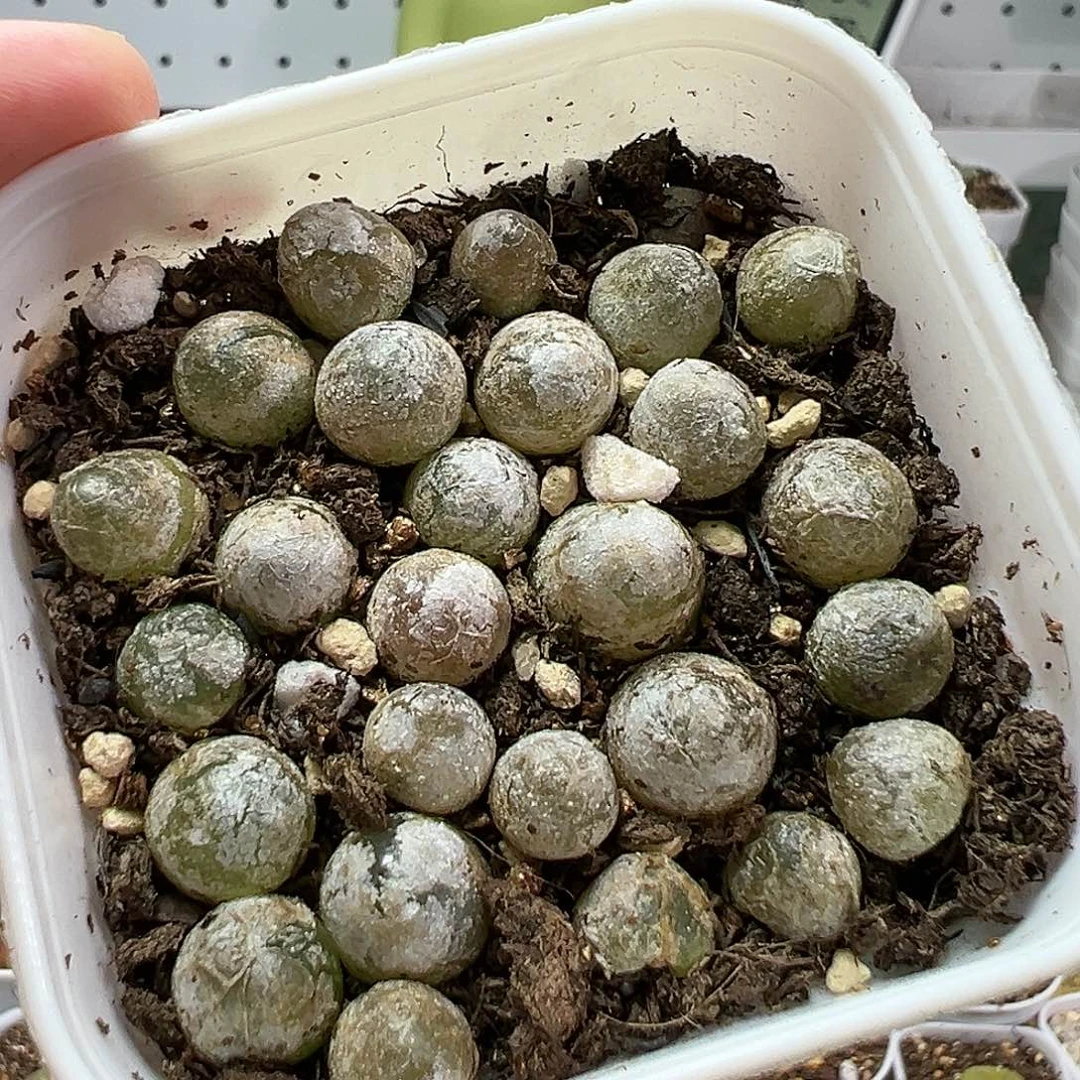 多肉植物实付满9.9包邮36